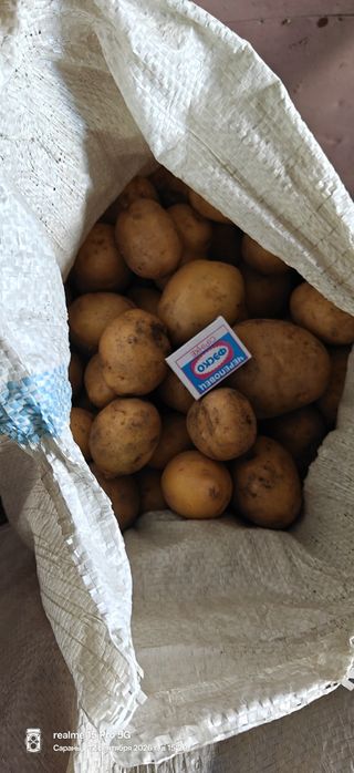 Продам домашнюю картошку