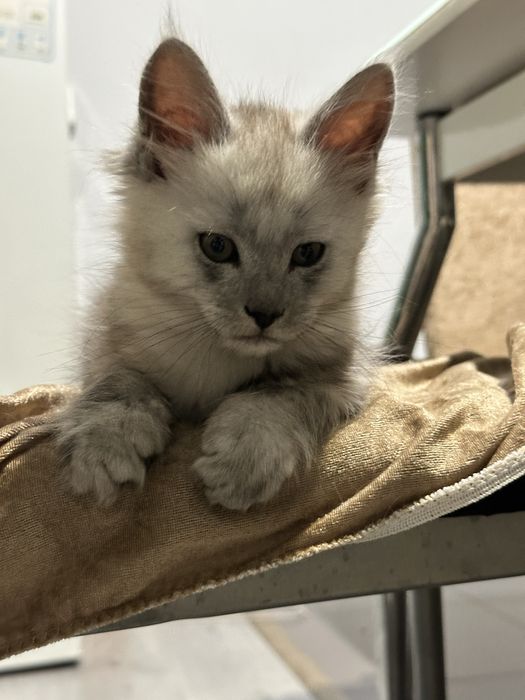 Pui maine coon cu pedigree 3 luni