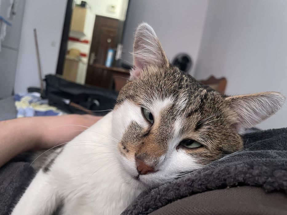 Donez pisica  siameza