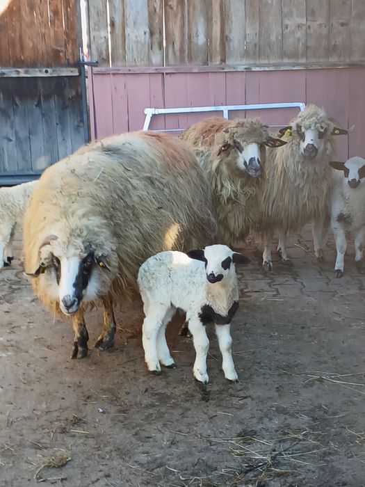 De vînzare oi cu miei