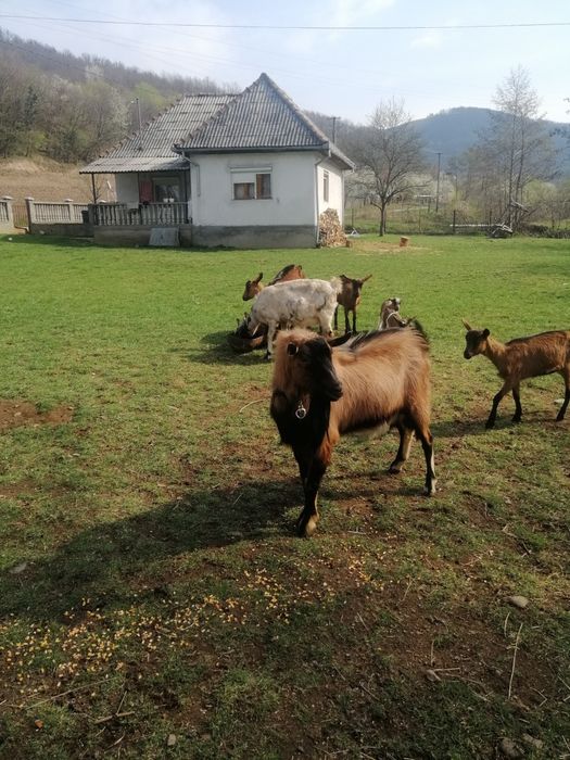 Vând țap alpin francez de doi ani