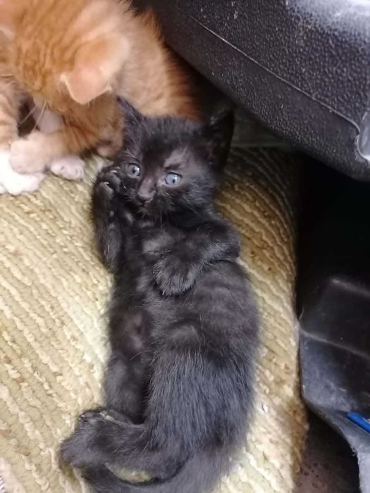 Котенца си търсят дом