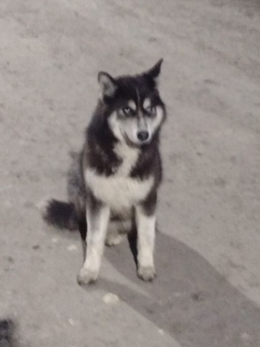 Молодая хаски девочка ищет дом