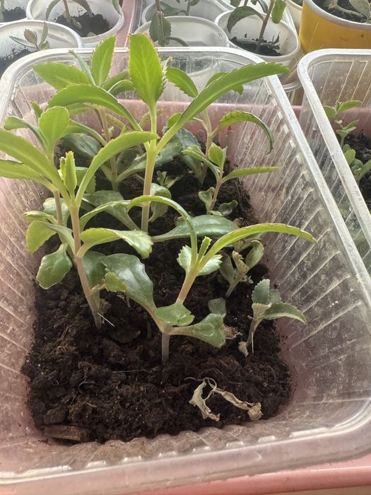 В дар Коланхоэ лечебное