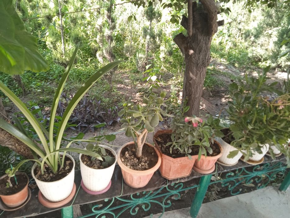 Tuvak gullar bor, turli xillaridan