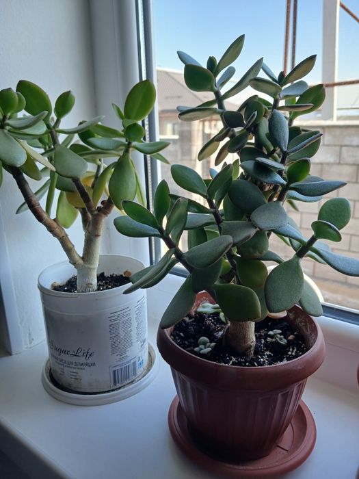 Продаю комнатные цветы.