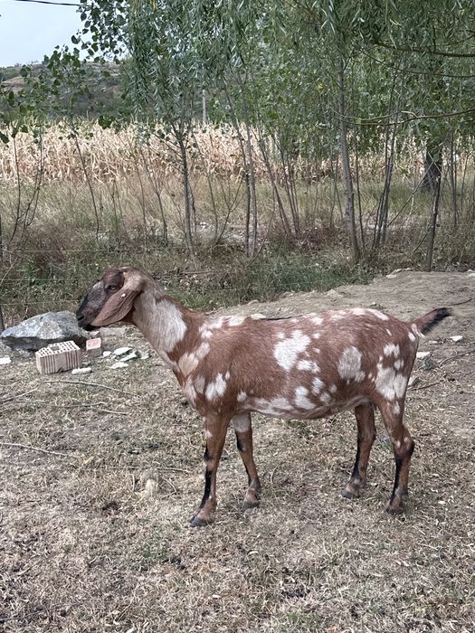 Capre alpină franceză original