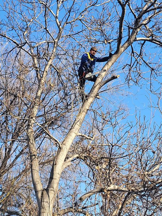 Агаш кесемиз спил деревьев