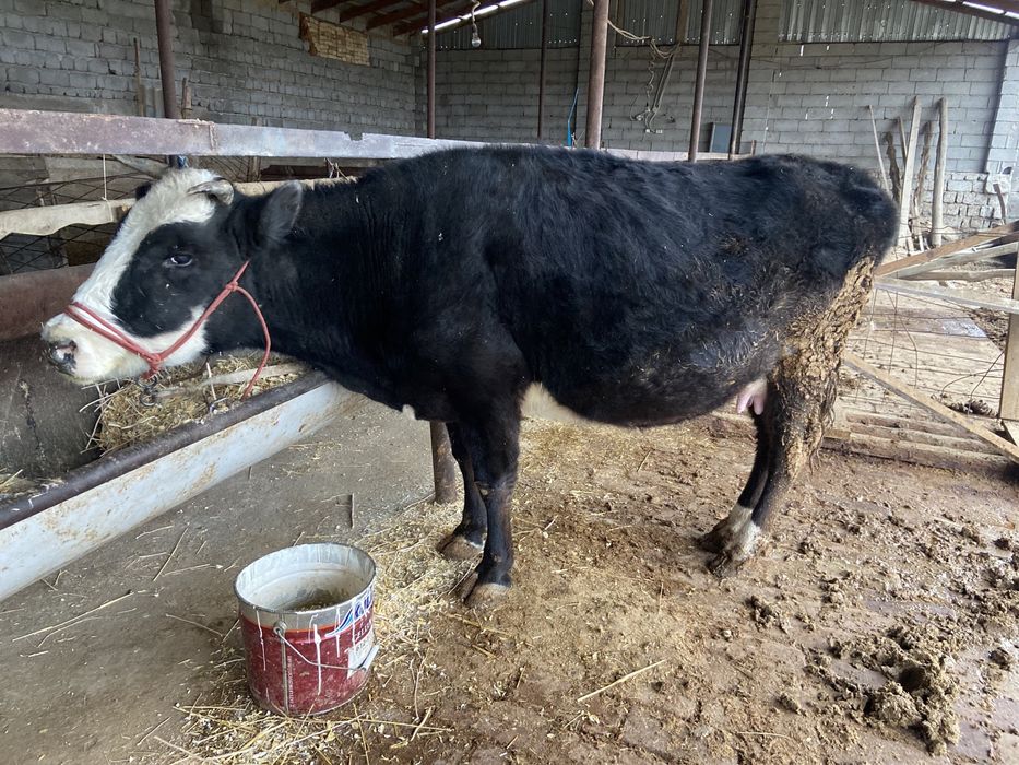 Сиыр бұзаулы сиыр сатылады