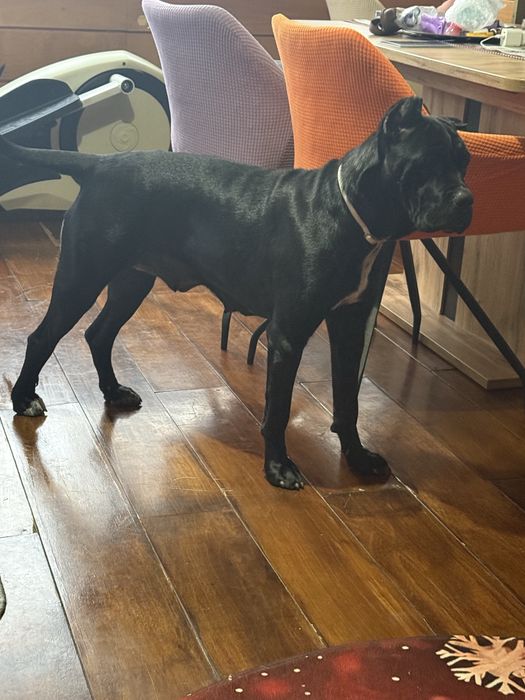 Кане Корсо / Cane Corso