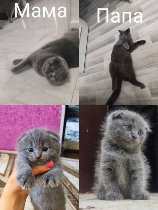 Котята чистокровный британский скоттиш фолд