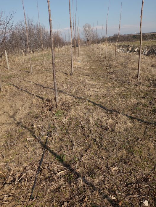 Оран,фрезоване,косене...

+ ФРЕЗОВАНЕ с мото