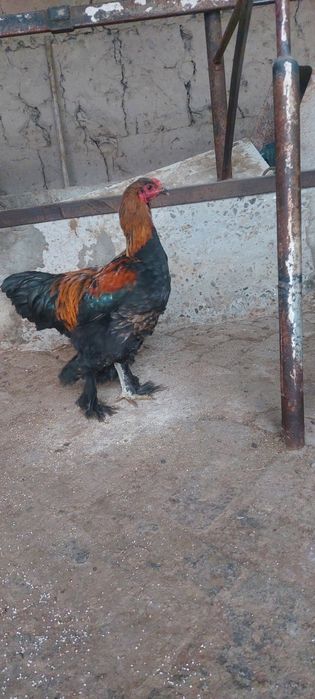 Буровой хурозлор 200 минг