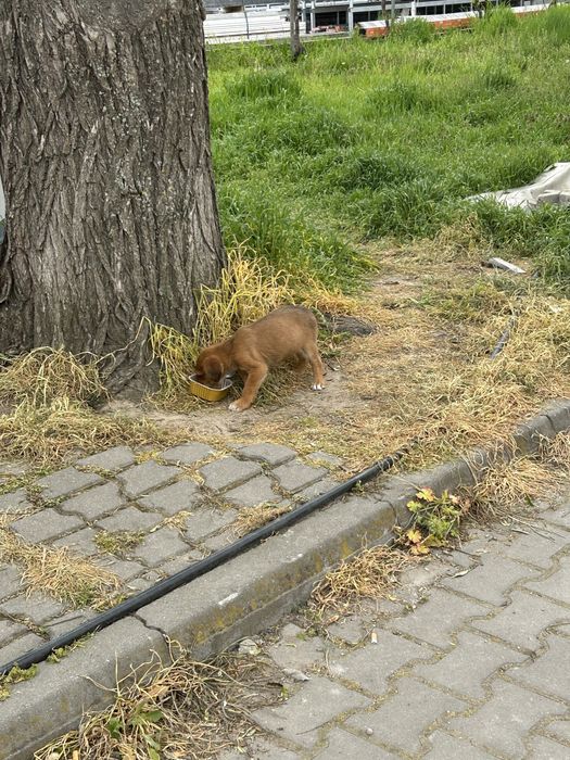 Подаряват се кученца на 2 месеца