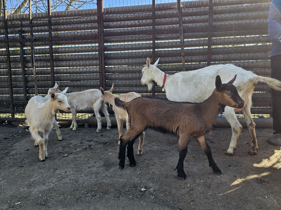 Vand iezi Zane cu Alpin