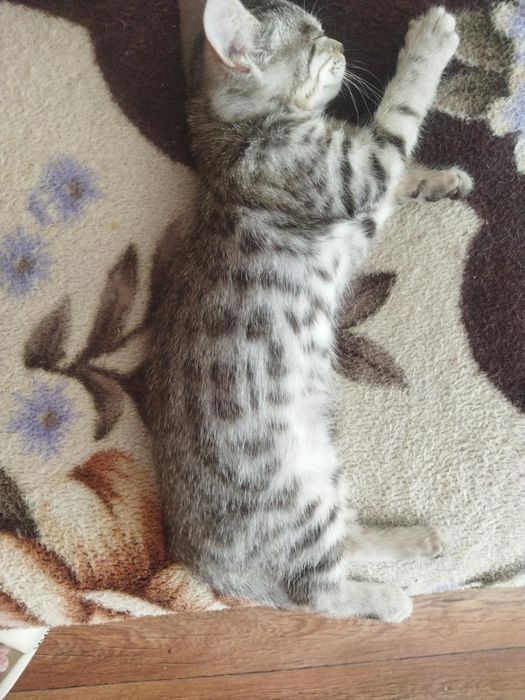 Отдам котенка в добрые руки