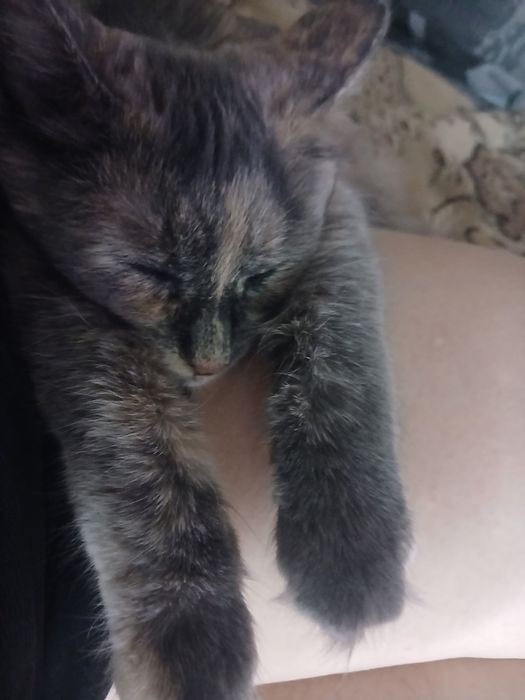 Потерялась кошечка