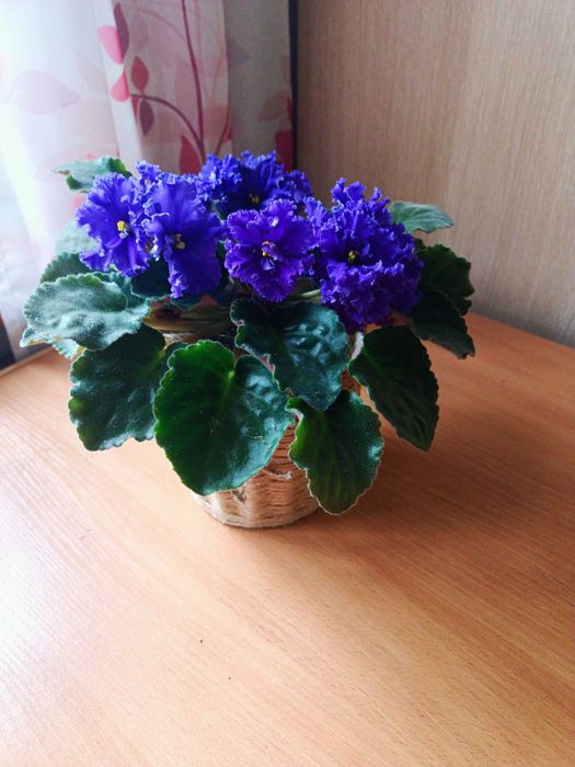 Фиалка Синий Иней - хороша и для дома и в подарок