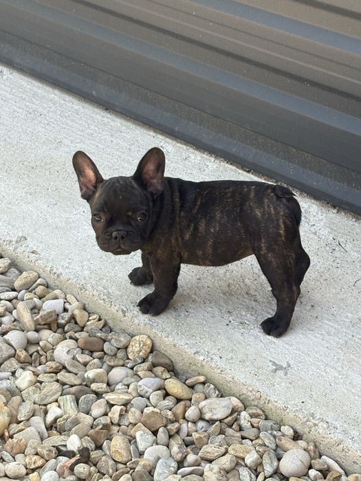 Femela Bulldog francez cu pedigree FCI