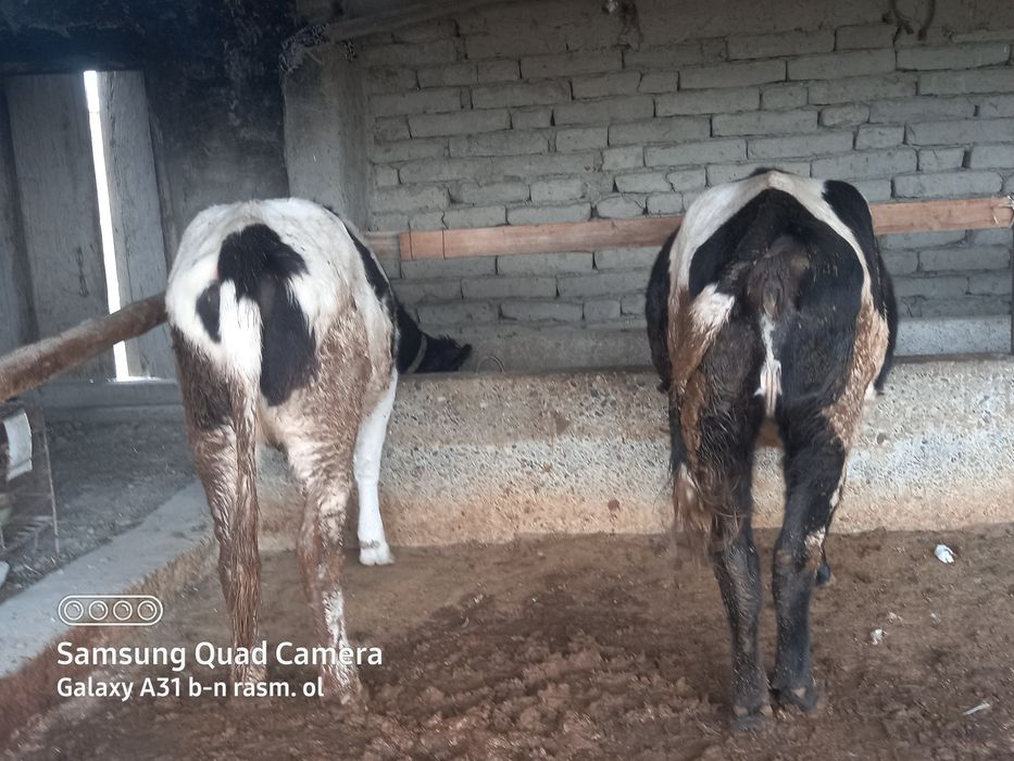 Boqilgan gunojinlar sodiladi tel