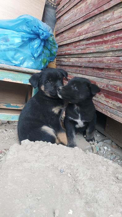 Отдам щенков в хорошие руки