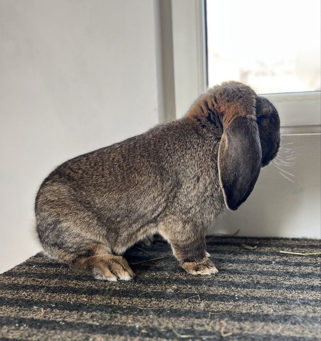 Berbec german agouti