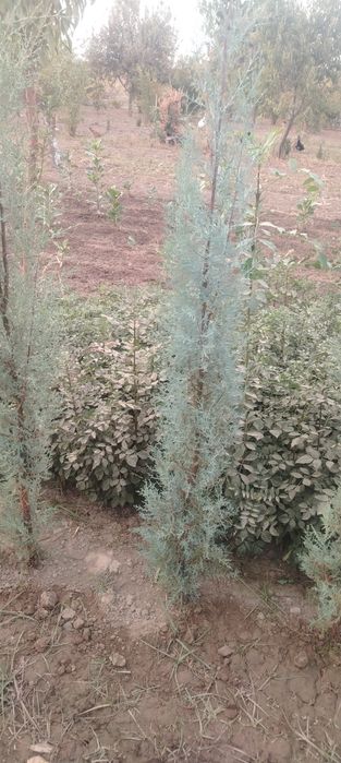 Аризониски кепарис