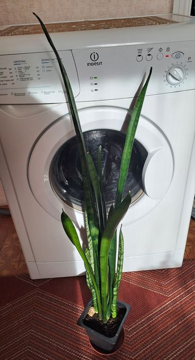 Продам комнатные цветы разные