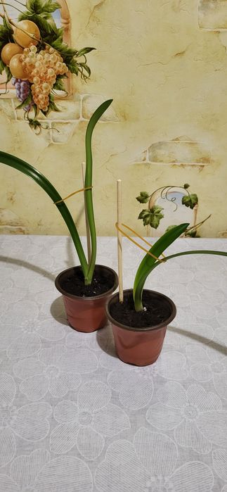 Продам гиппеаструм малыши
