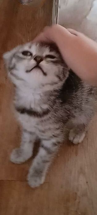 Британцы 1,5месяцев..Приученны.