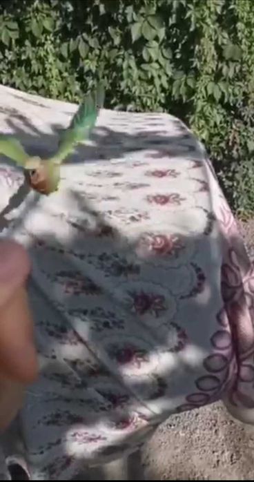 Попугай Кеша    .