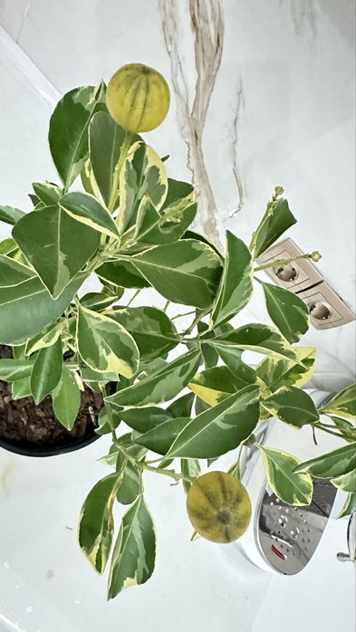 Вариегатный мандарин с плодами