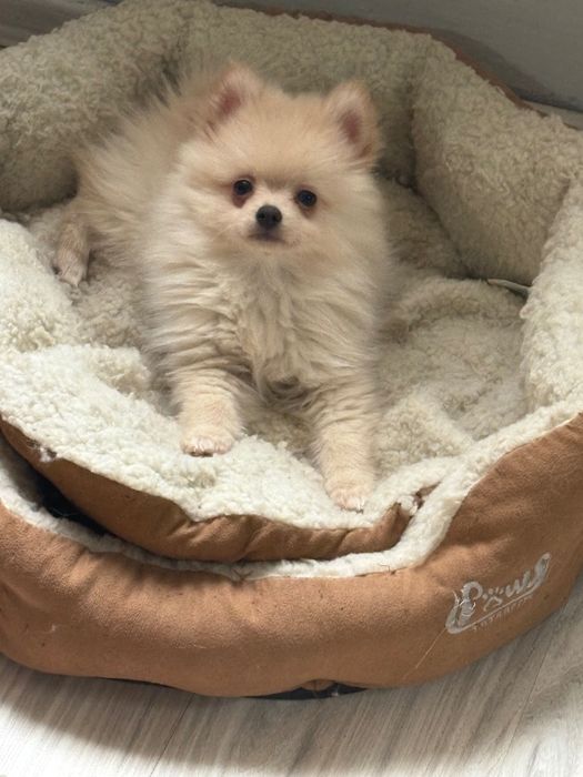 Померан-шпиц цена по договаряне