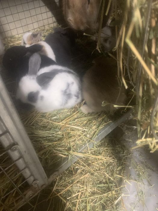 Налични зайци различни породи