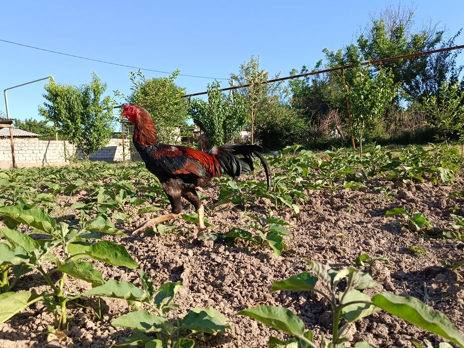 Бойцковый  қораз