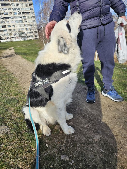 Бруно търси своя дом!
