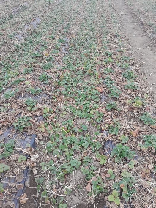 Внимани топ цена