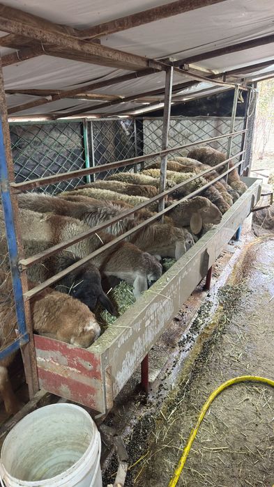 Арвшан кучкорлар сотилади