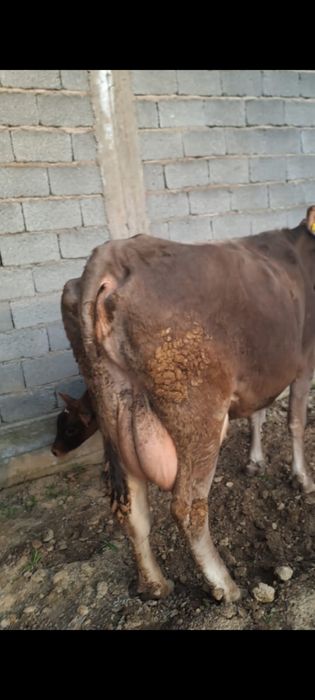 Корова с теленком