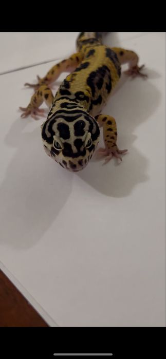 Эублефары (bandit) взрослые самцы