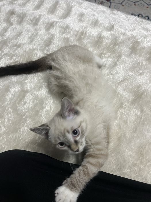 Котенок девочка 3 месяца