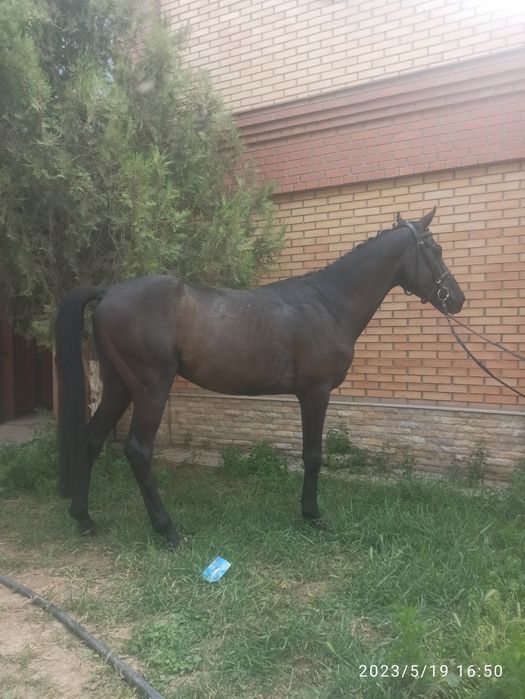 Продам лошадь,жеребец