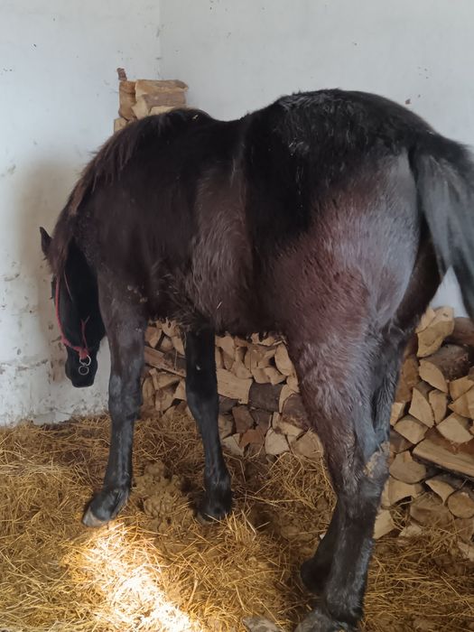 Mânz 8 luni metis din semigreu cu Huțul preț negociabil