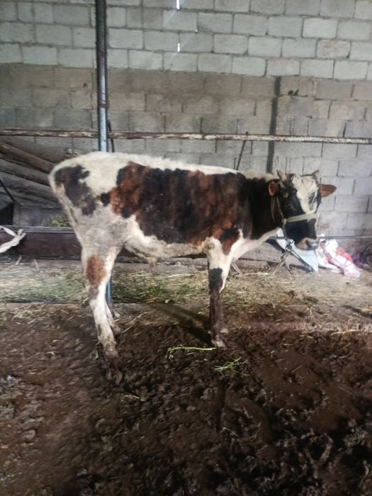 Буқалар сатылады