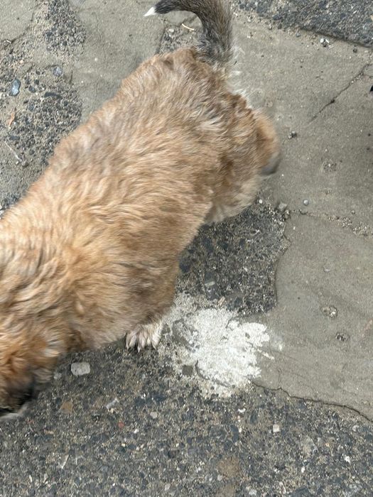 Тазы ит күшіктер і сатылады