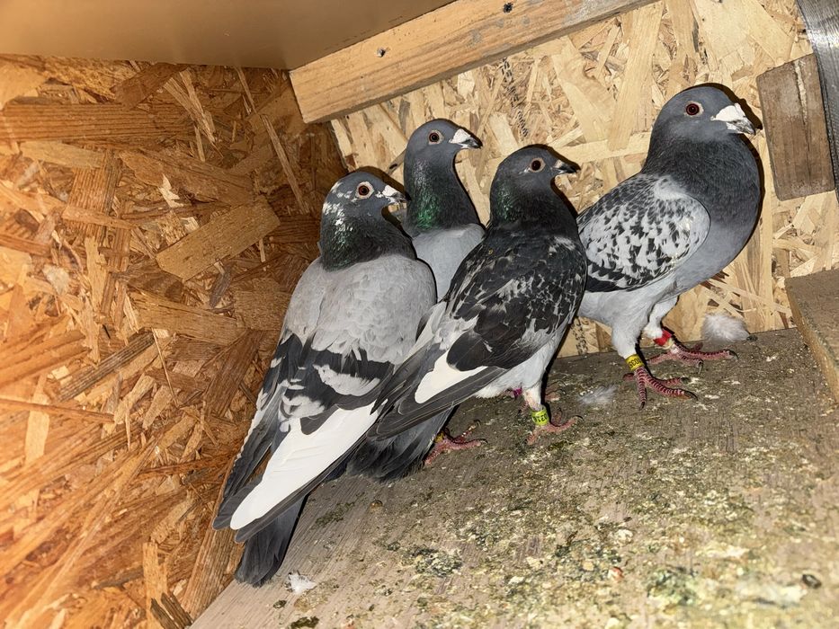 Disponibili porumbei din lipsa de spatiu