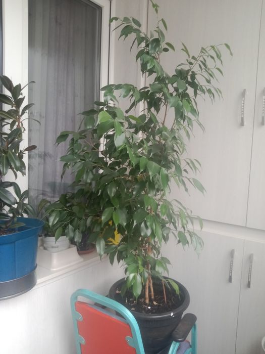 Фикус бенджамина 20,000т