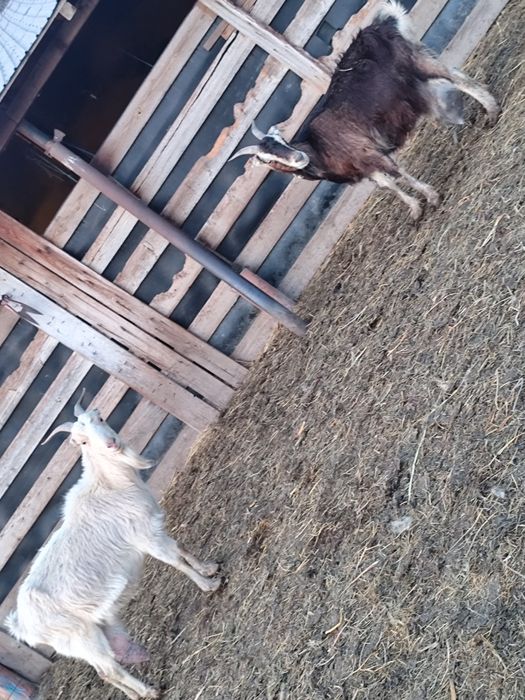 Vând capre gestante