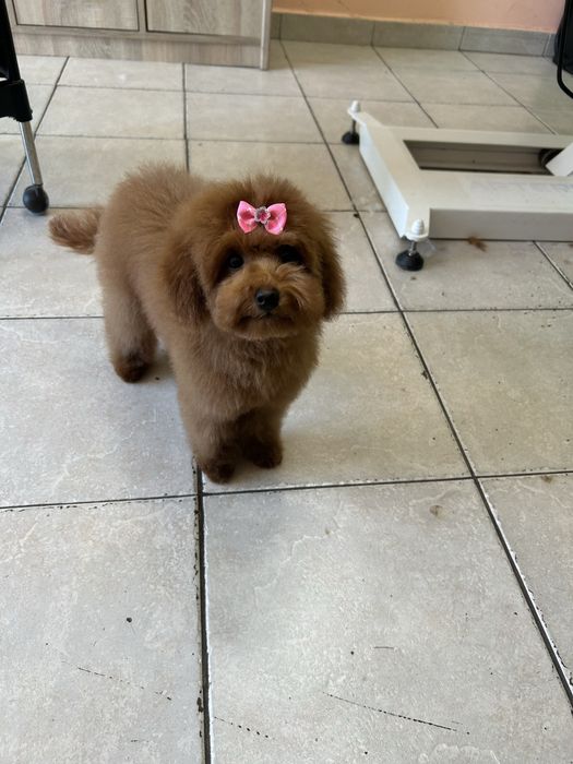 Той и мини пудел