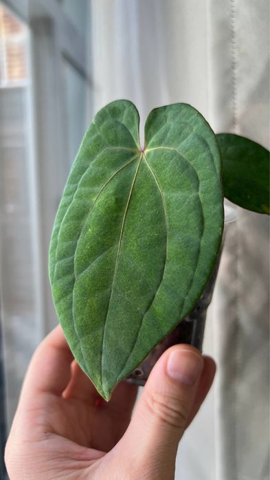 anthurium RVDP x RVDP var